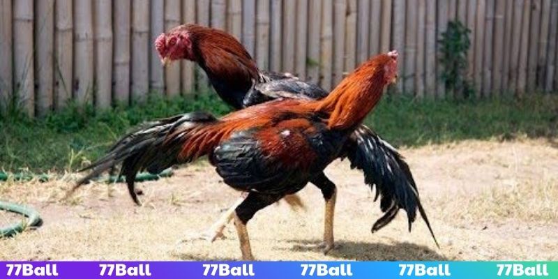 Cập nhật đá gà cựa dao cùng lịch thi đấu chính xác