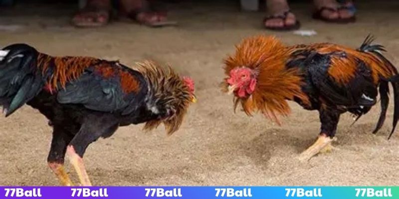 Có chiến lược nhằm soi kèo hiệu quả