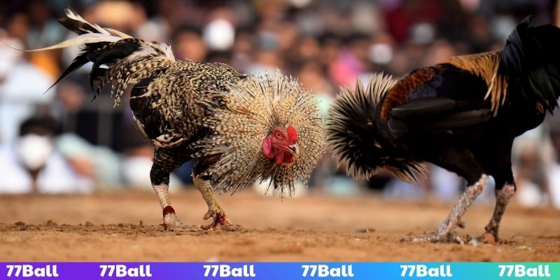 Khám phá cách đá gà luôn thắng từ cao thủ