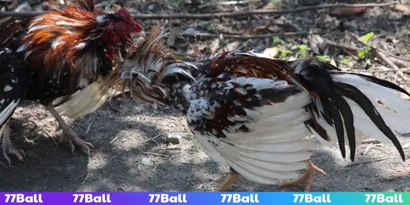 Sabong là trường gà tổ chức giải đấu chuyên nghiệp