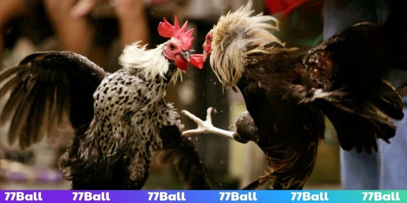 Soi kèo đá gà cựa dao