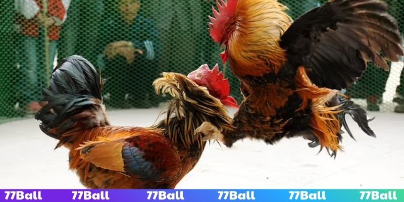 Soi kèo đá gà cựa dao để tăng cơ hội nhận thưởng