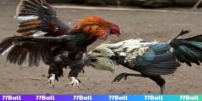 Theo dõi giải đấu yêu thích dễ dàng tiện lợi