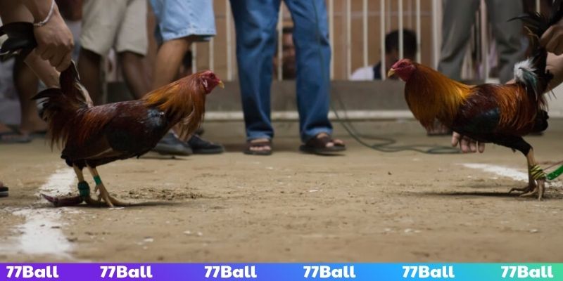 Theo dõi lịch thi đấu để phân tích kỹ lưỡng