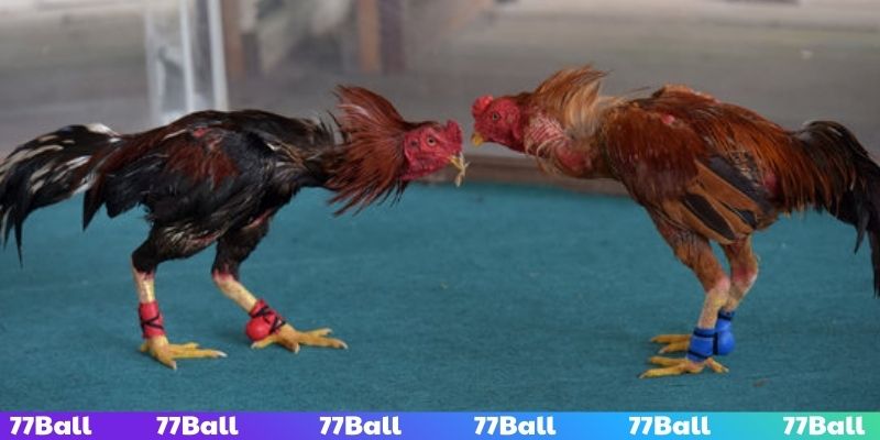 Theo dõi sức khỏe gà đá để soi kèo chuẩn chỉnh